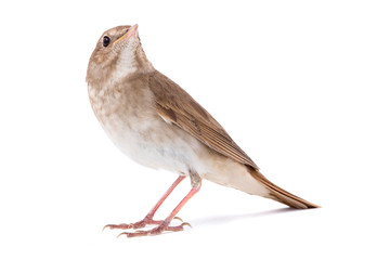 nightingale isolated on white