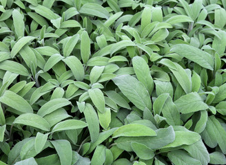 Fototapeta premium sage in the grocery store. Sage is a savory perfect herb