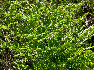 Close up of green leaves of green fern.