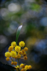 Blossoming of mimosa tree (Acacia pycnantha, golden wattle) close up in spring, bright yellow flowers - 260559405