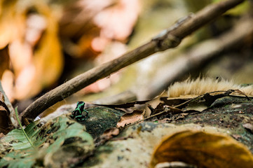 Grenouille venimeuse