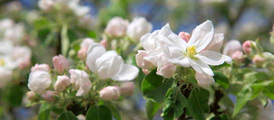 Close up on white apple blossoms . Spring background.