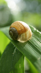 snail in the shell © Roman Trojanowski