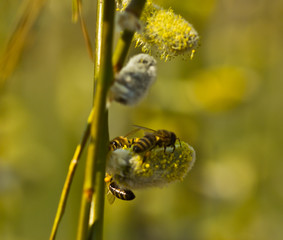 Active work of bees to collect pollen from willow flowers
