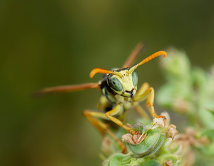 Macro portrait of a polistes dominula wasp posing on a flower