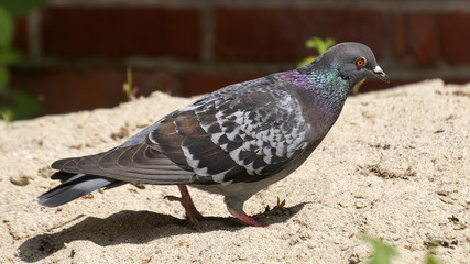 pigeon in sun