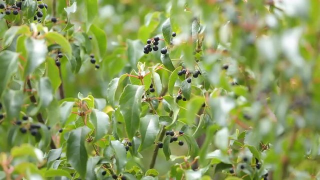 Maqui berry hanging from tree
