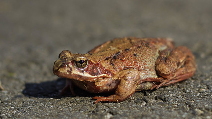 the frog © Roman Trojanowski