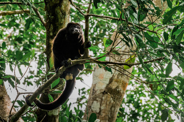 Singe Hurleur
