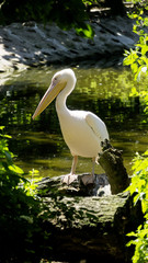 pelican in zoo
