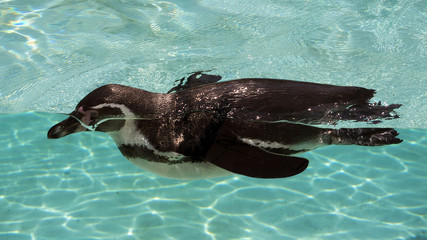 Penguin in water  © Roman Trojanowski