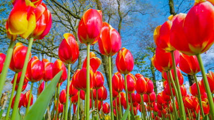 Long stalks of red tulips in the garden