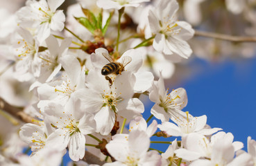 Biene mit Säckchen, sammel Nektar an einer Blüte, vom japanischen Kirschbaum