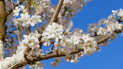 Detail einer Kirsch Blüte am Ast, in Pink, rosa, weiß, mit unscharfem Hintergrund