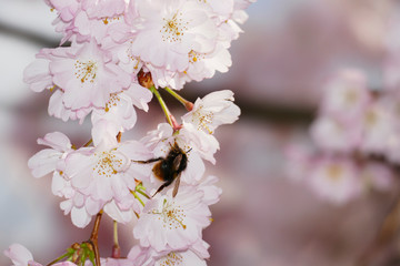Biene mit Säckchen, sammel Nektar an einer Blüte, vom japanischen Kirschbaum