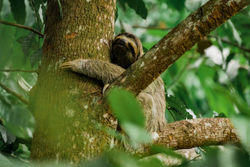 Paresseux