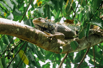 Iguane