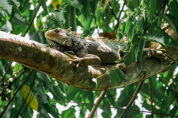 Iguane