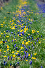 colorful green field of spring flowers 