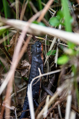 Sword tail newt in Okinawa