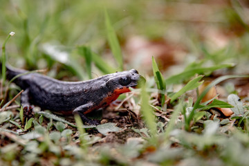 Sword tail newt in Okinawa