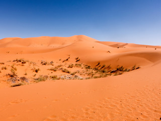 Fototapeta na wymiar Dünenlandschaft in der Wüste Sahara im Süden von Marokko. In der Senke wachsen kleine Büsche und Gräser.