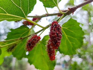 Fresh mulberry on the tree.