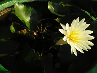 Lotus flowers in water, white and green flowers Light in darkness and nature.