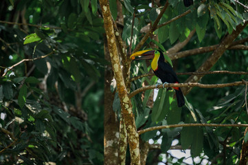 Toucan