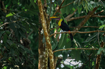 Toucan