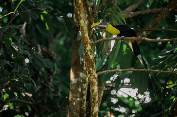 Toucan