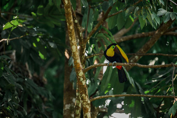 Toucan