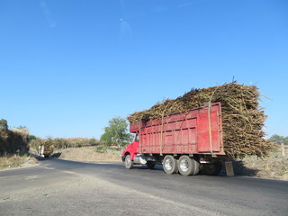 Lieferwagen mit Zuckerrohr auf dem Weg in die Mühle
