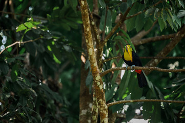 Obraz premium Toucan