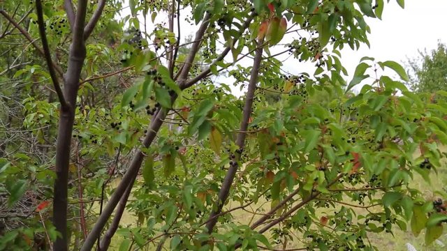 Maqui berry hanging from tree