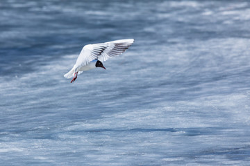 The alone flying gull or mew in the spring sunny day in the city park on the background of the river or lake ice