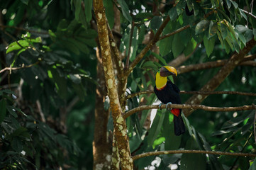 Toucan