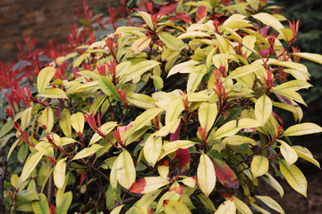 Spiraea japonica 'Goldmound'.  Spirea Goldmound bush. Japanese meadowsweet, japanese spiraea