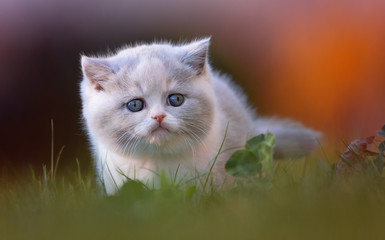 Britisch Kurzhaar Kitten auf der Wiese beim Sonnenuntergang 