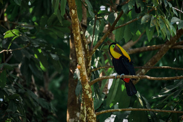 Toucan