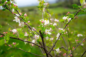 Apple tree in bloom, Slovenia, spring, early in the morning