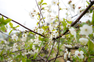 Sour cherry tree in bloom, Slovenia, spring, early in the morning