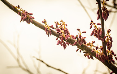 Red tree bloom