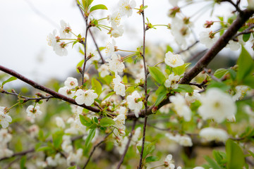 Sour cherry tree in bloom, Slovenia, spring, early in the morning
