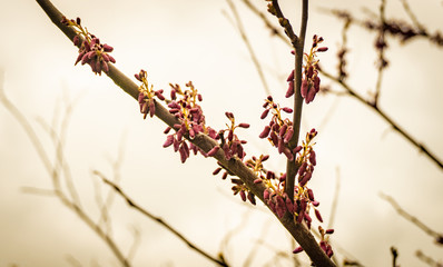 Red tree bloom