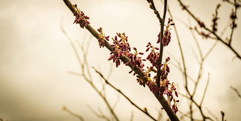 Red tree bloom