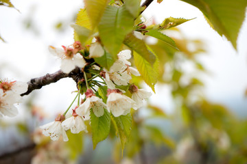 Cherry tree in bloom, Slovenia, spring, early in the morning
