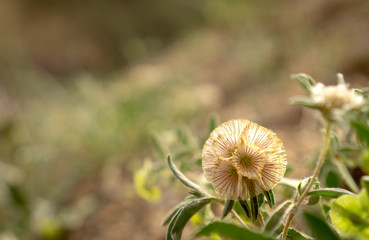 A small wildflower