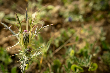 A wild flower with thorns