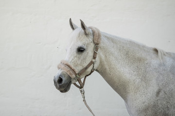Pferd mit Halfter und Strick Araberstute vor weißem Hintergrund